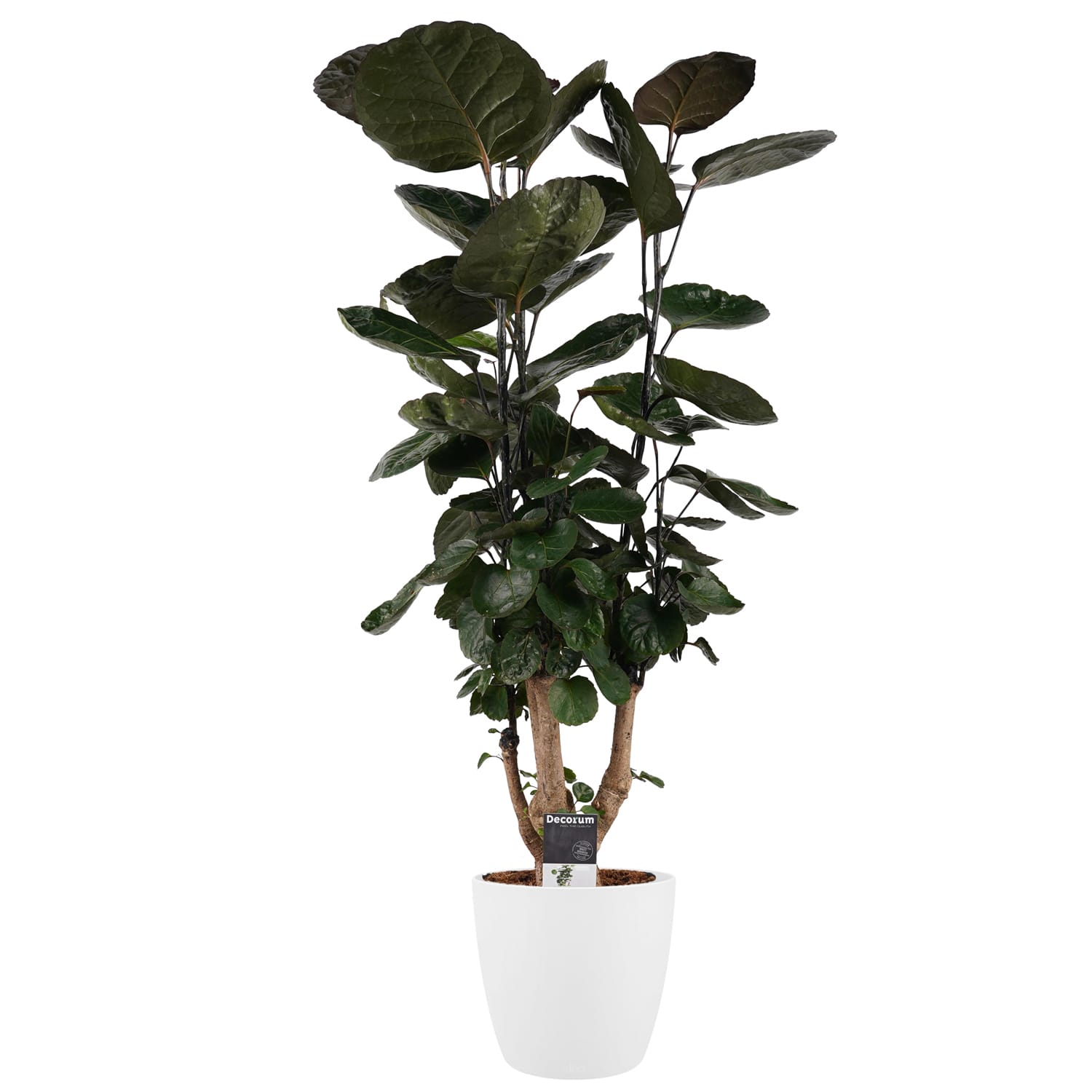 Polyscias Fabian vertakt met Elho brussels white ↑ 100 cm ⌀ 21 cm