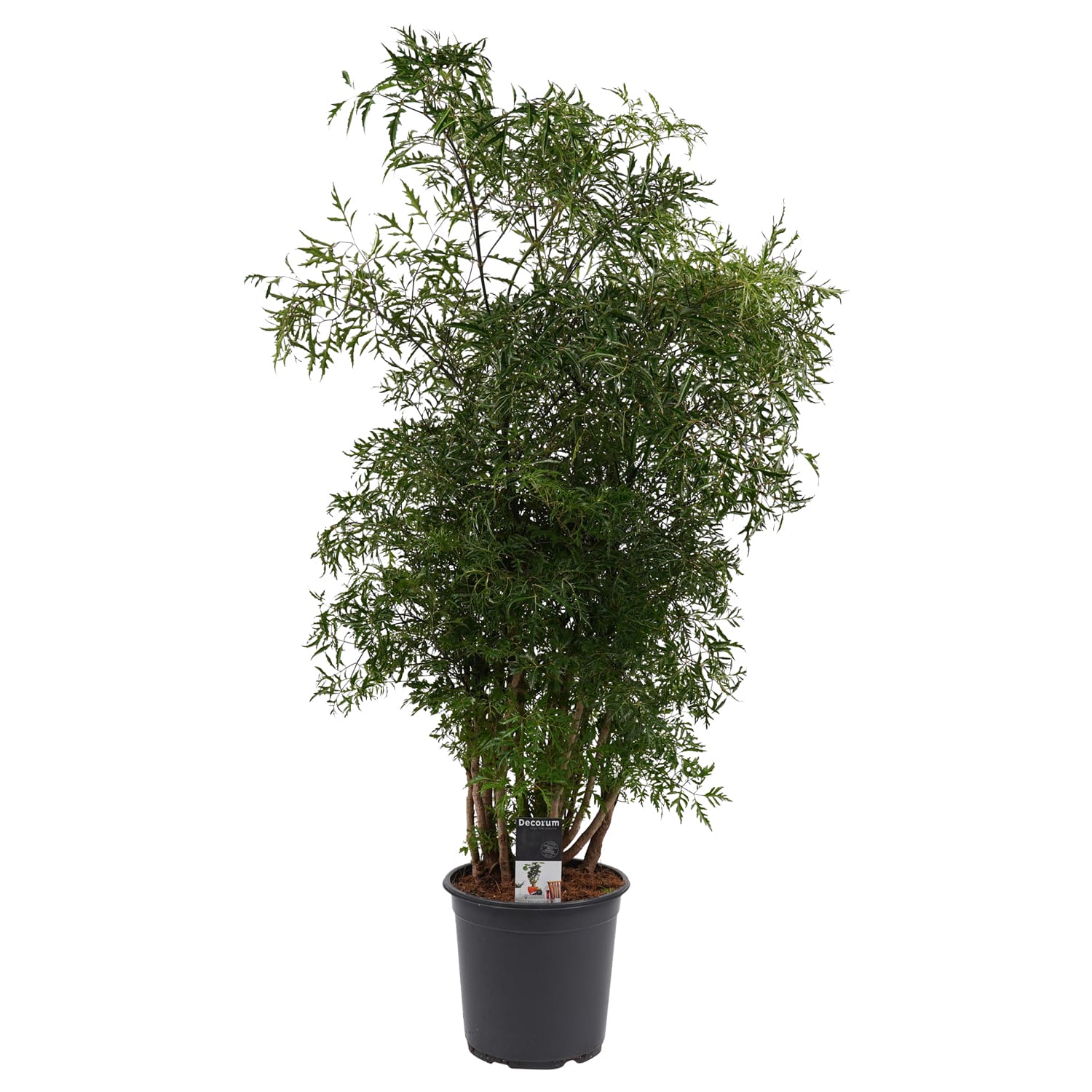 Polyscias Hawaiiana Ming vertakt ↑ 95 cm ⌀ 21 cm