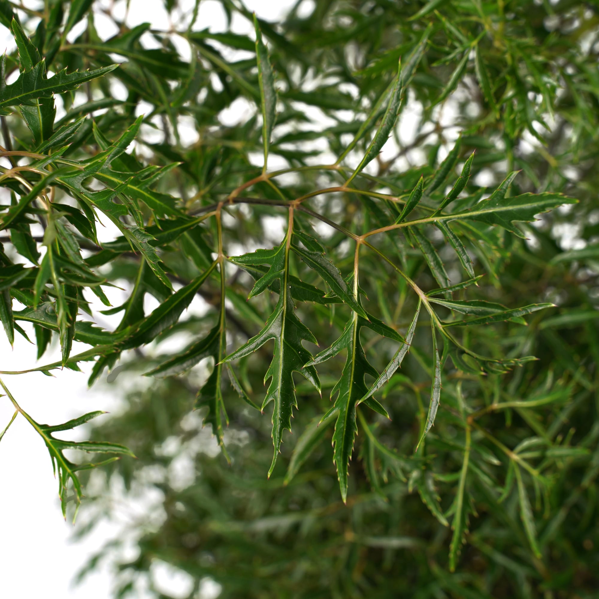 Polyscias Hawaiiana Ming vertakt ↑ 95 cm ⌀ 21 cm - Afbeelding 3