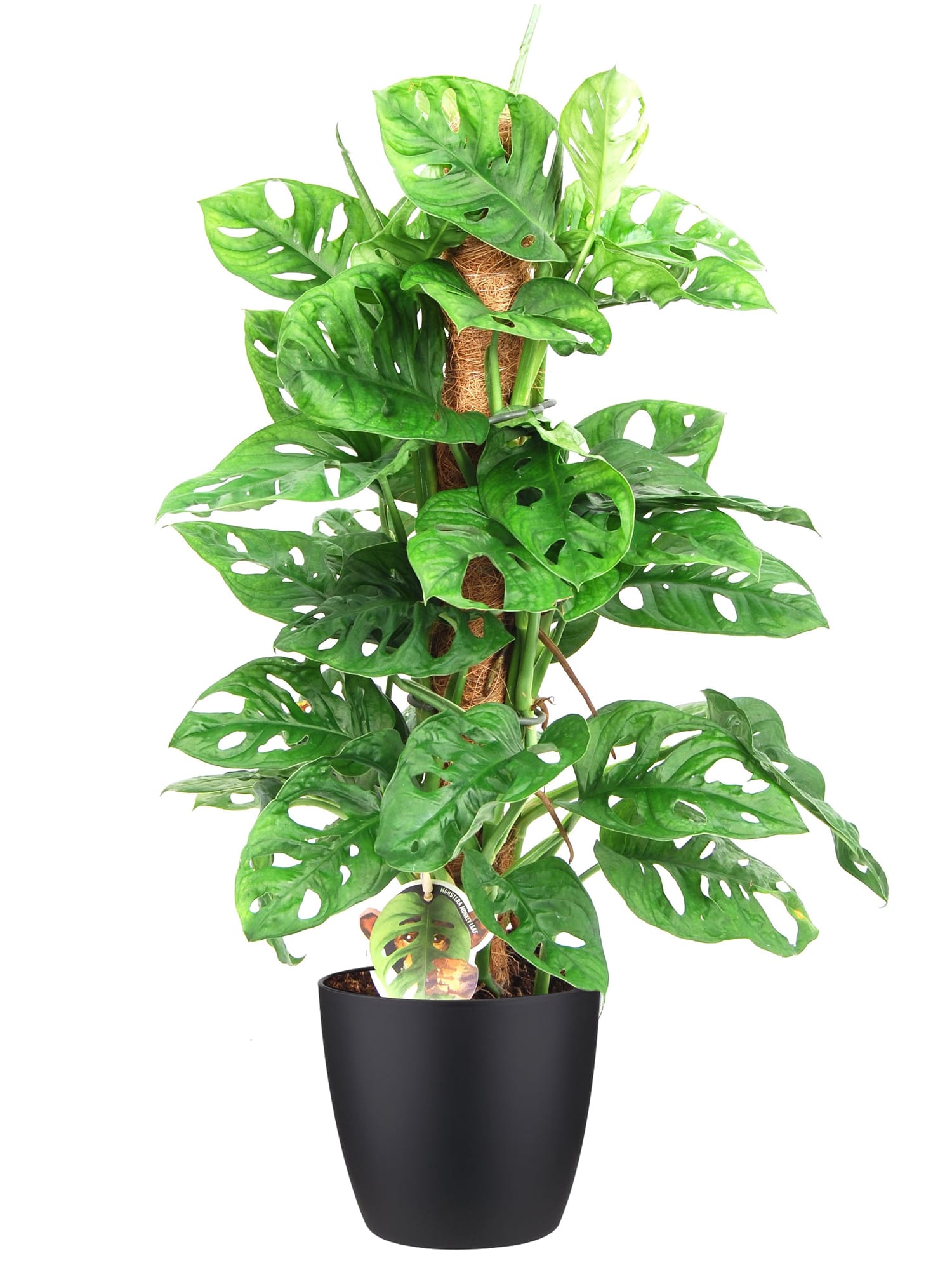 Monstera gatenplant Monkey Leaf in ELHO sierpot (zwart) ↑ 65 cm ⌀ 18 cm