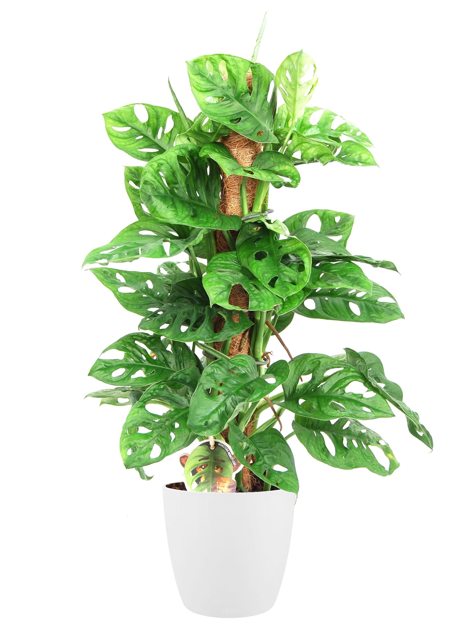 Monstera gatenplant Monkey Leaf in ELHO sierpot (wit) ↑ 65 cm ⌀ 18 cm