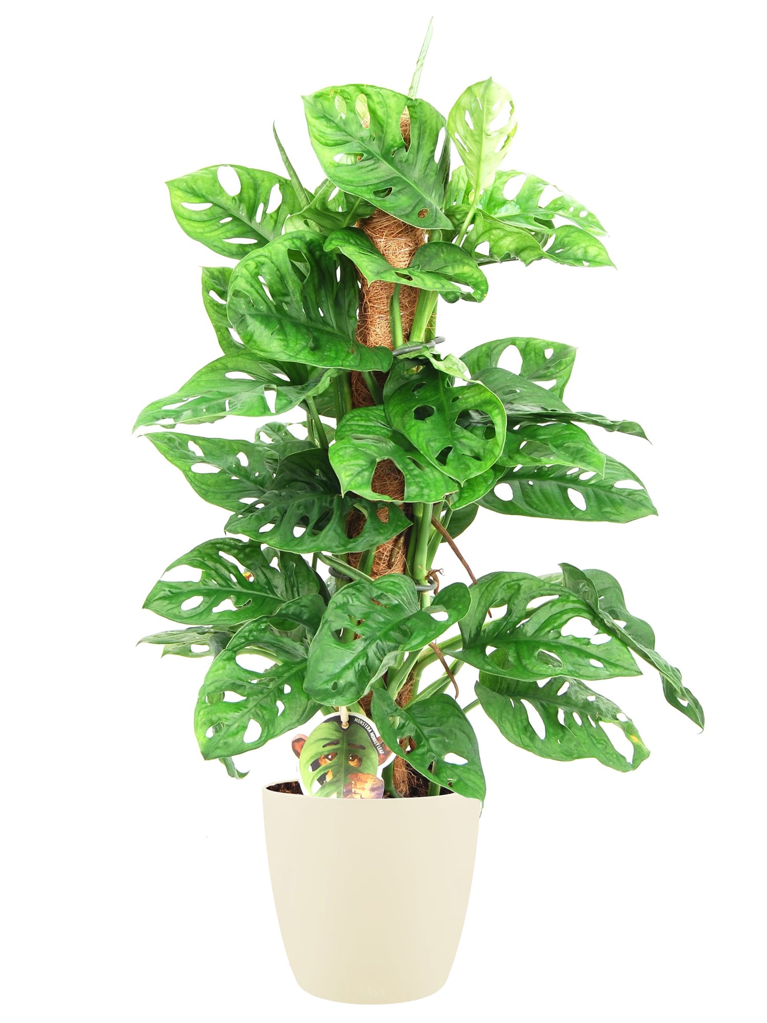 Monstera gatenplant Monkey Leaf in ELHO sierpot (soap) ↑ 65 cm ⌀ 18 cm