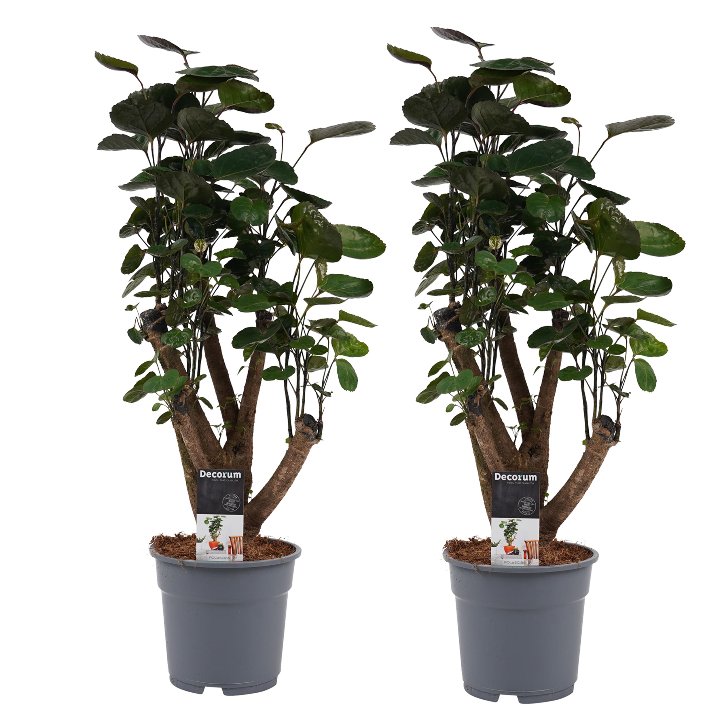 Duo Polyscias Fabian vertakt ↑ 50 cm ⌀ 17 cm