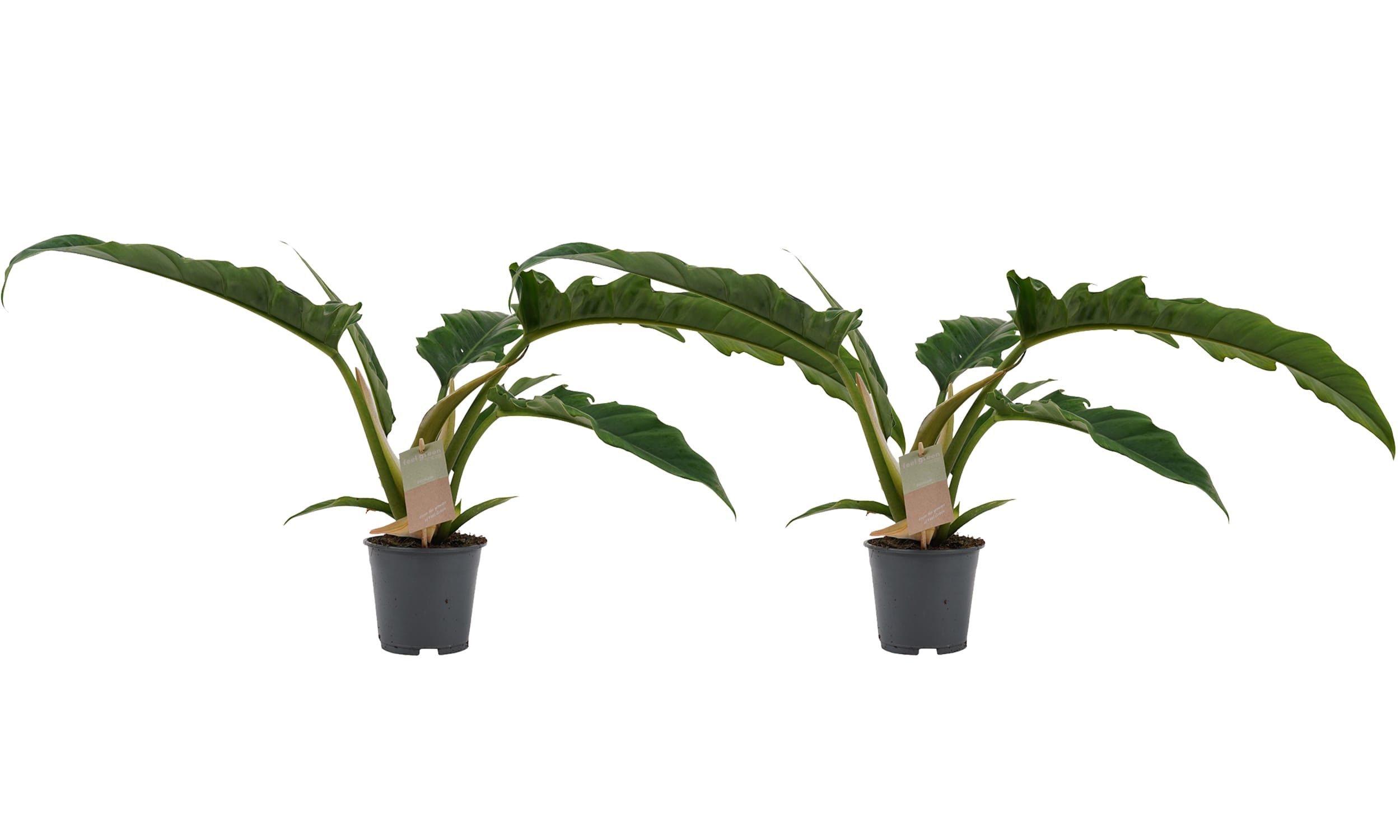 Duo Philodendron Narrow Escape Feel Green ↑ 45 cm ⌀ 14 cm