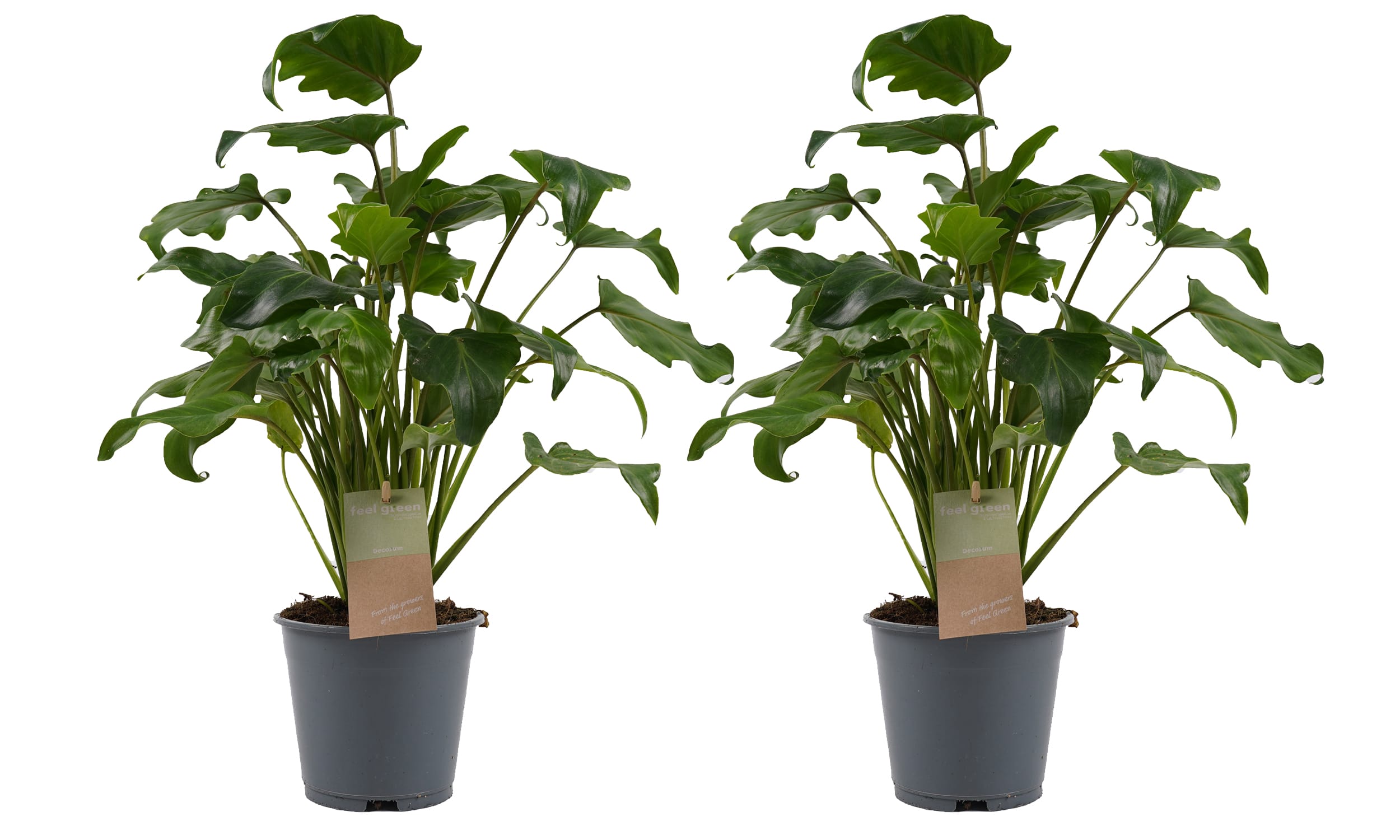 Duo Philodendron Xanadu Feel Green ↑ 45 cm ⌀ 14 cm