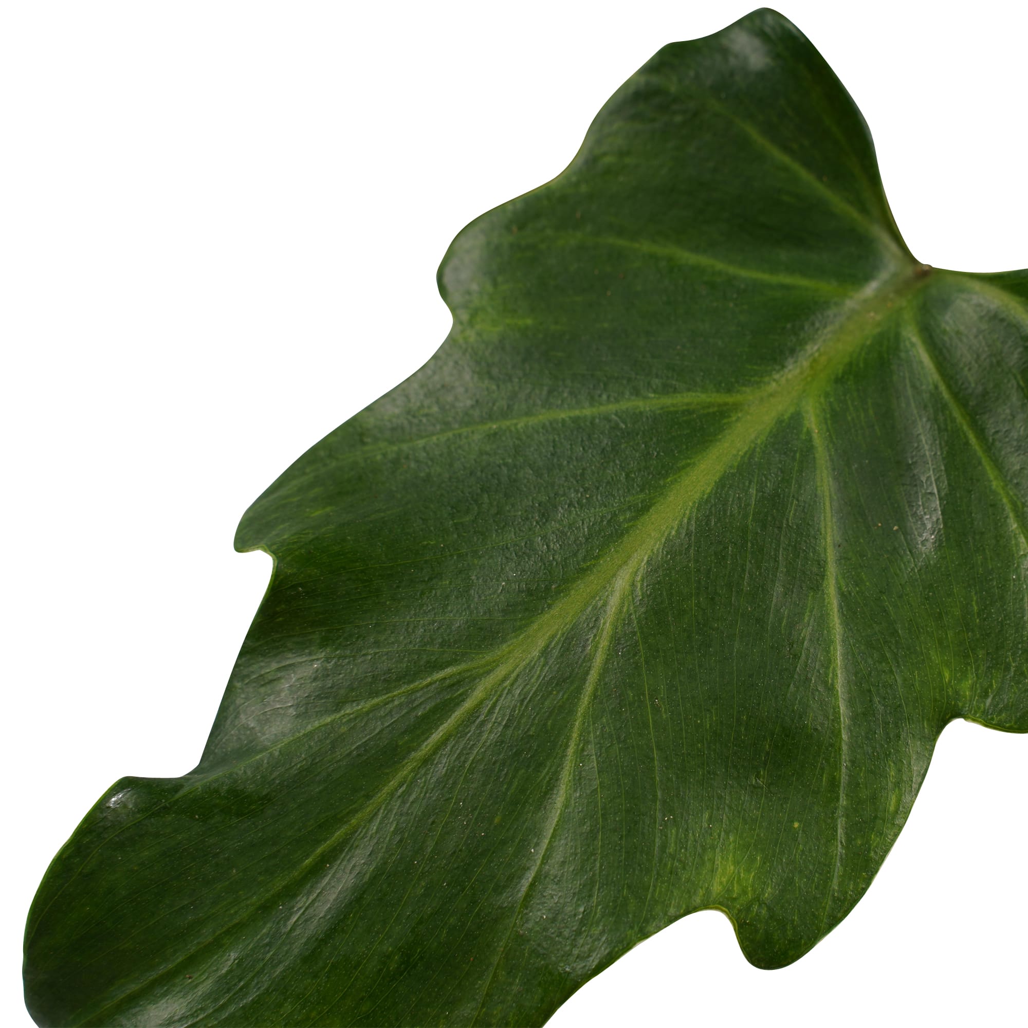 Duo Philodendron Xanadu Feel Green ↑ 45 cm ⌀ 14 cm - Afbeelding 3