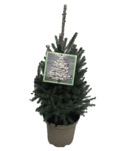 kerstboom picea spar kopen