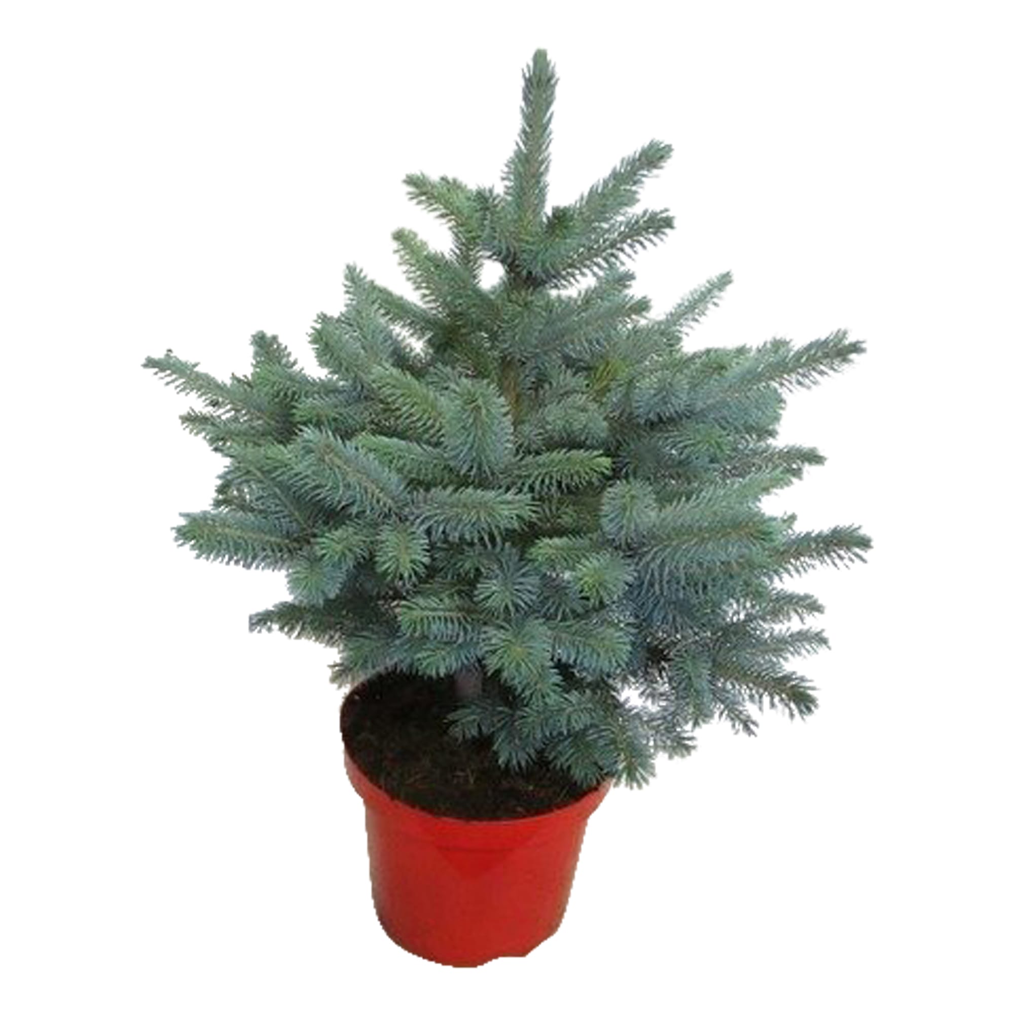 Kerstboom Blauwspar - Picea pungens "Super Blue" ↑ 50 cm ⌀ 28 cm