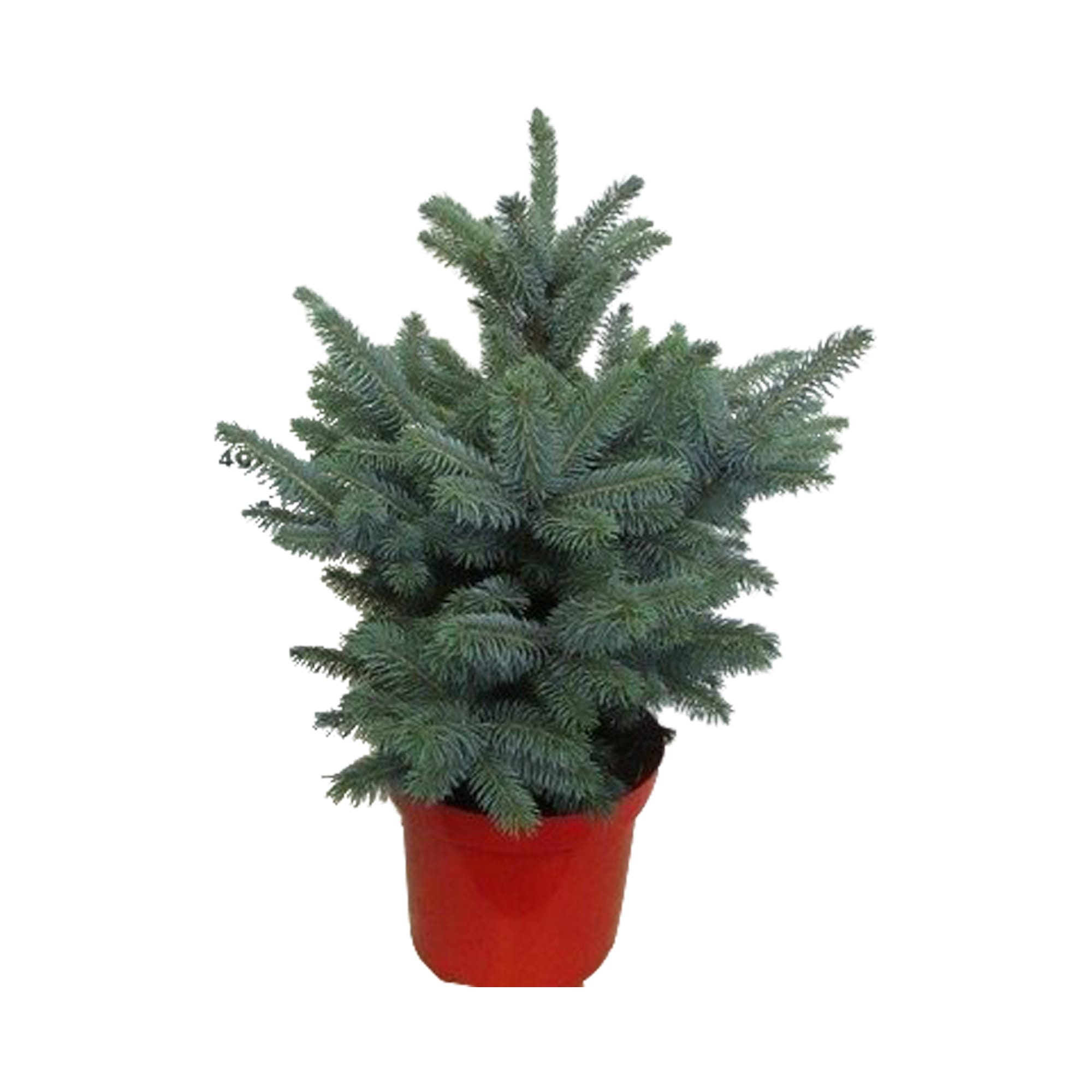 Kerstboom Blauwspar - Picea pungens "Super Blue" ↑ 50 cm ⌀ 28 cm - Afbeelding 3