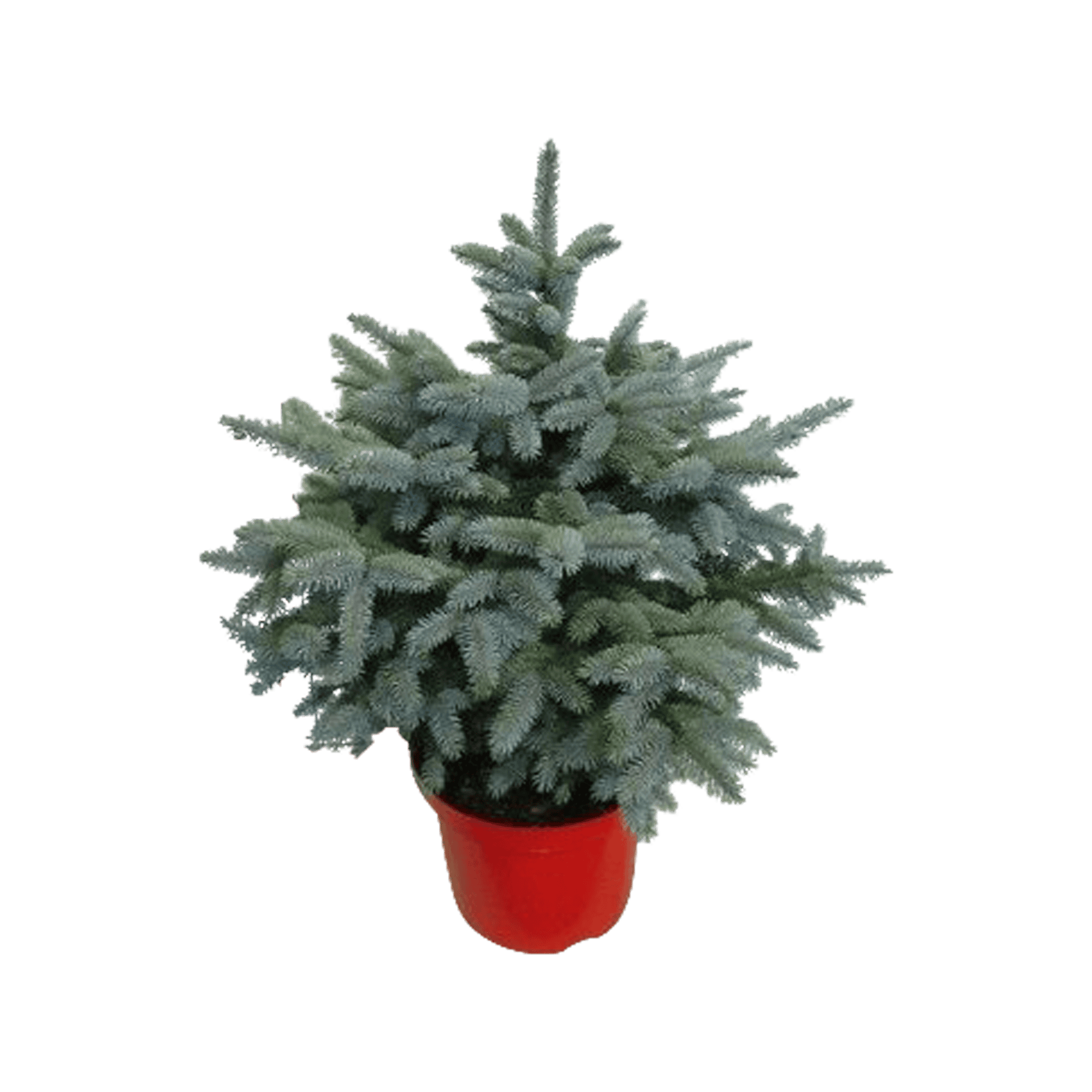 Kerstboom Blauwspar - Picea pungens "Super Blue" ↑ 60 cm ⌀ 30 cm
