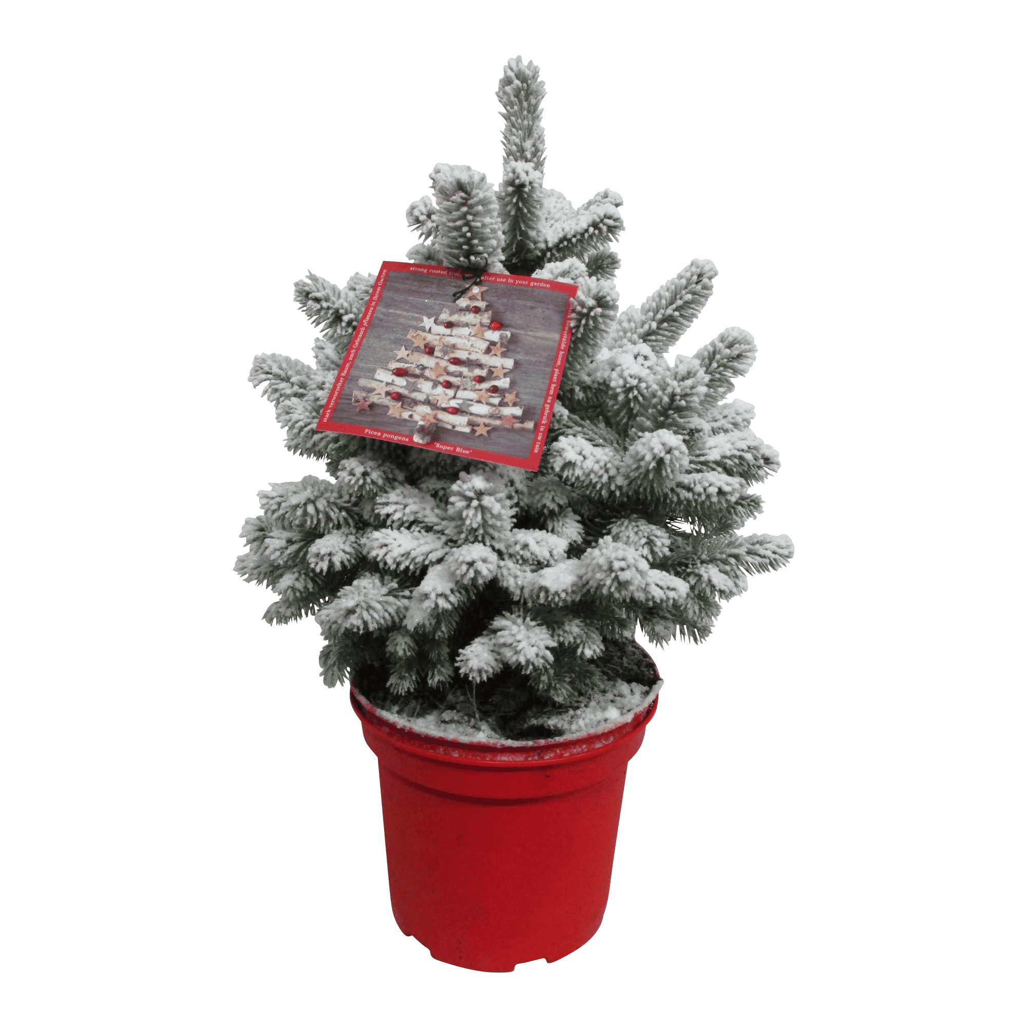 Kerstboom Spar - Picea Sneeuw ↑ 35 cm ⌀ 23 cm - Afbeelding 3