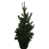 kerstboom kopen picea spar