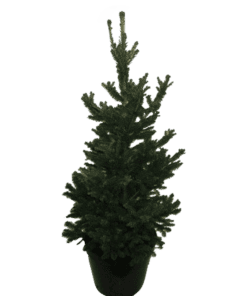 kerstboom kopen picea spar