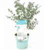 eucalyptus gunni azura plant kopen als binnenplant