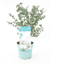 eucalyptus gunni azura plant kopen als binnenplant