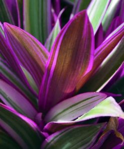 Tradescantia (Vaderplant)