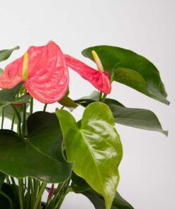 Anthurium (Flamingoplant)