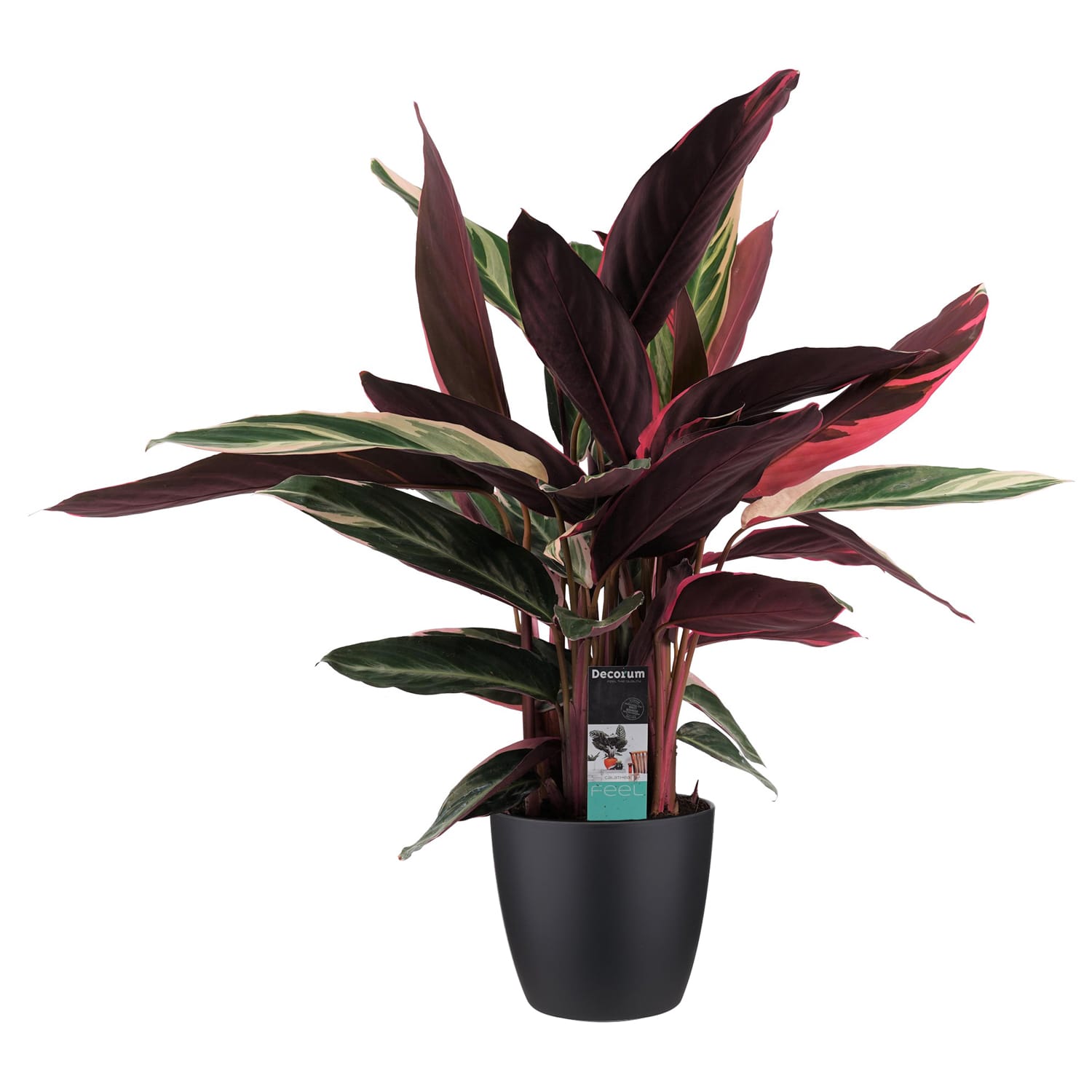 Calathea Triostar met Elho brussels living black ↑ 85 cm ⌀ 19 cm