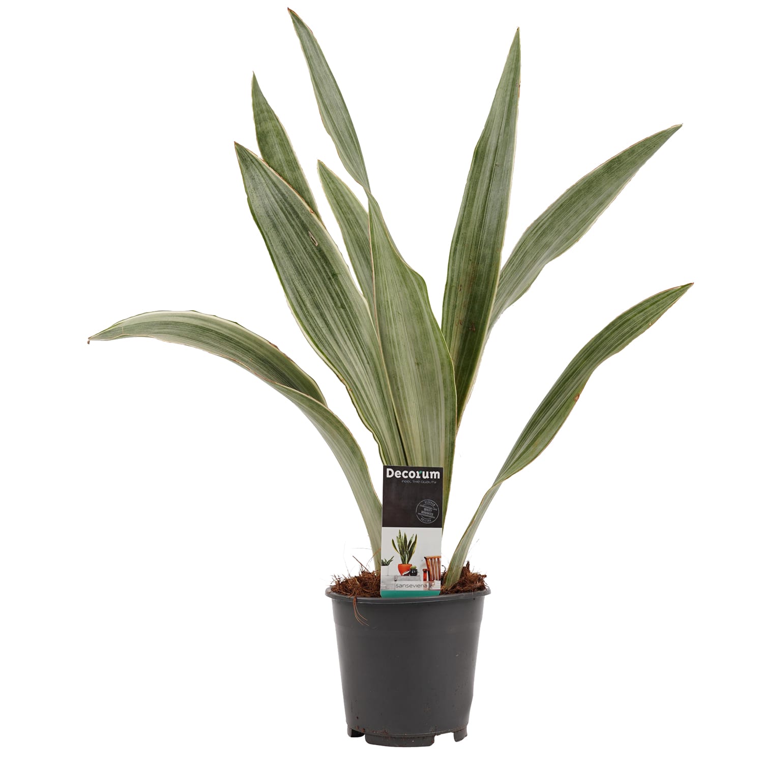 Sansevieria Aubrytniana Metallica ↑ 55 cm ⌀ 12 cm