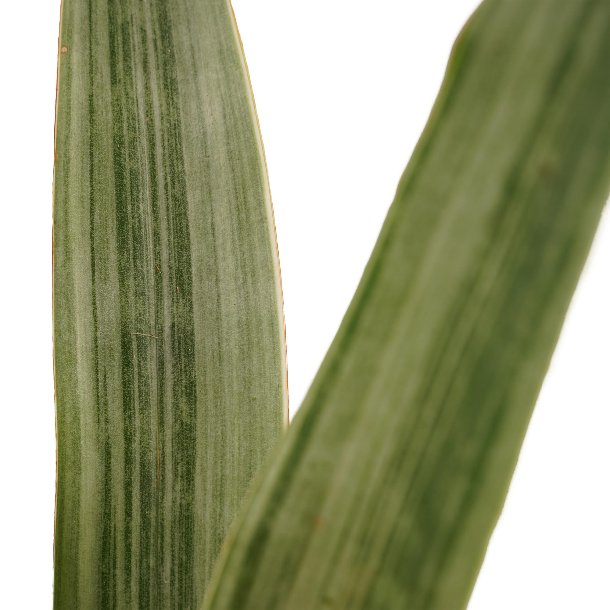 Sansevieria Aubrytniana Metallica ↑ 55 cm ⌀ 12 cm - Afbeelding 3