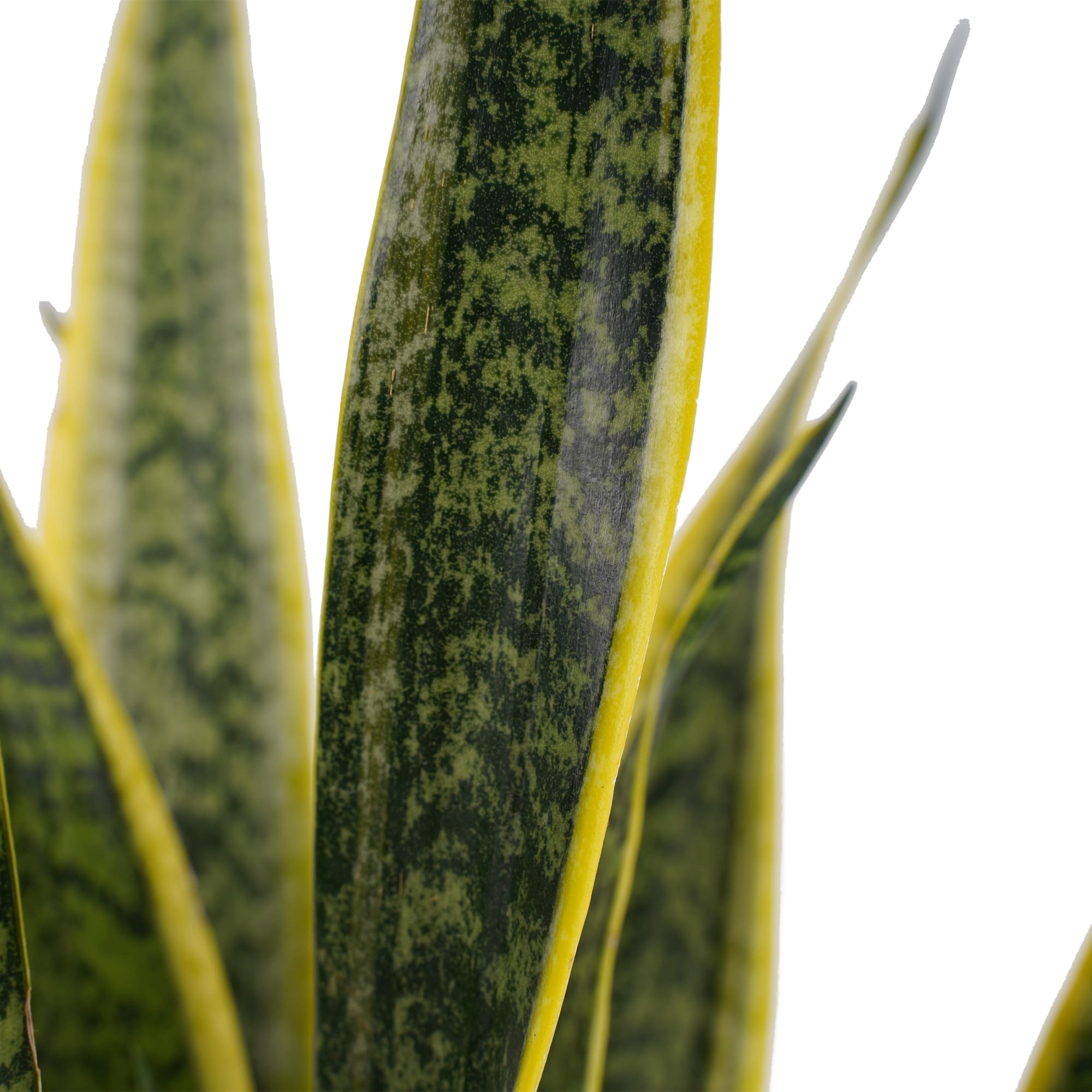 Sansevieria Laurentii XL met Elho B.for soft antracite ↑ 55 cm ⌀ 14 cm