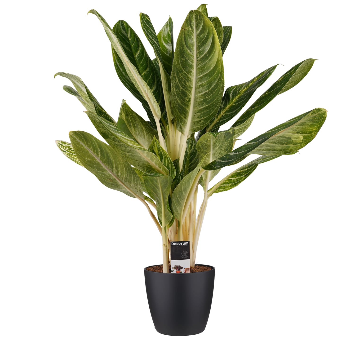 Aglaonema Keylime met Elho brussels living black ↑ 65 cm ⌀ 17 cm
