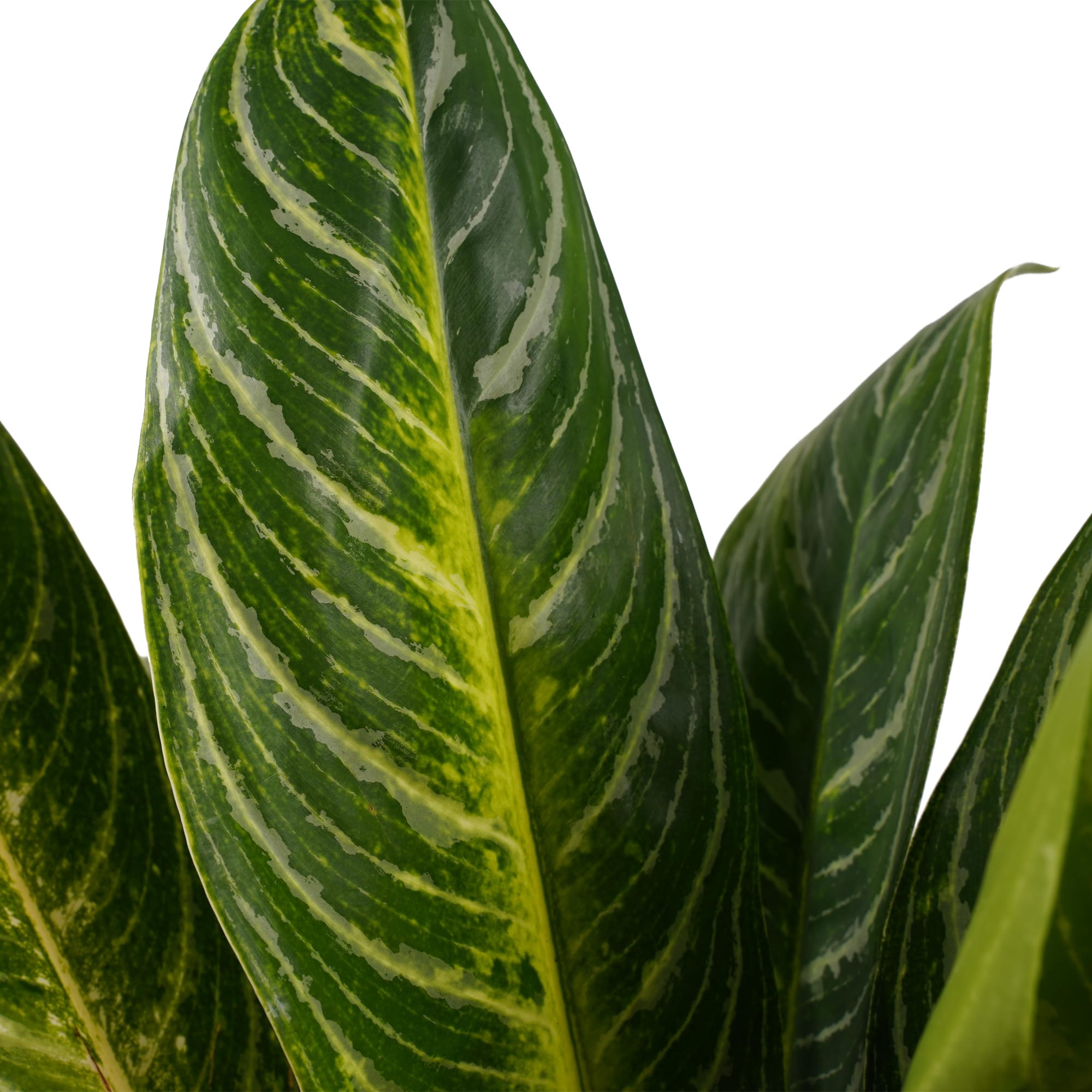 Aglaonema Keylime met Elho brussels living black ↑ 65 cm ⌀ 17 cm - Afbeelding 3