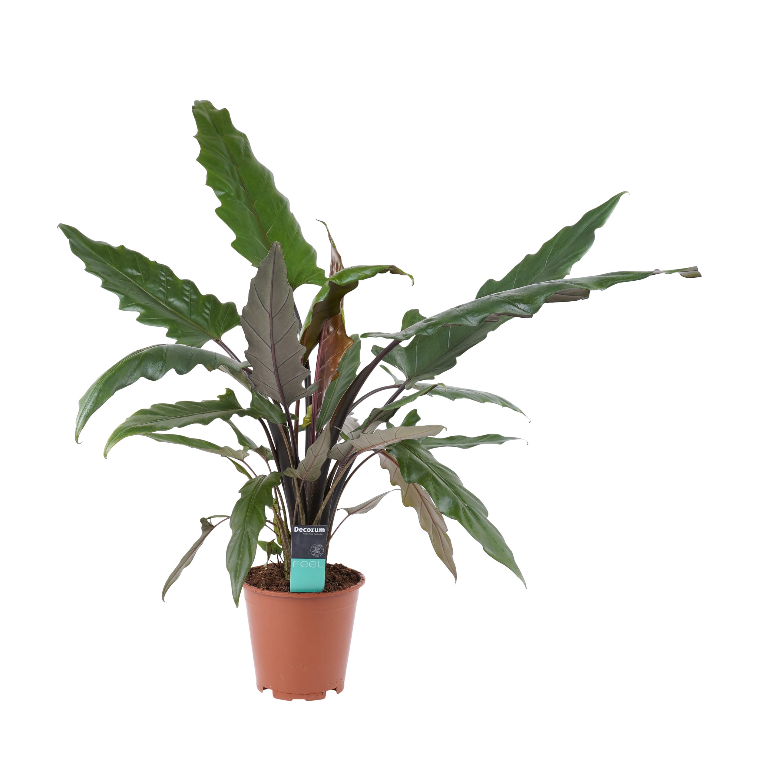 Alocasia Lauterbachiana ↑ 90 cm ⌀ 19 cm