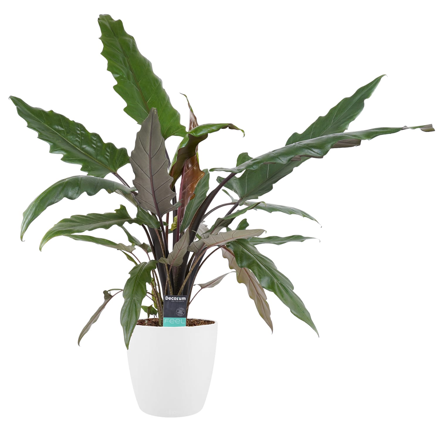 Alocasia Lauterbachiana met Elho brussels white ↑ 90 cm ⌀ 19 cm