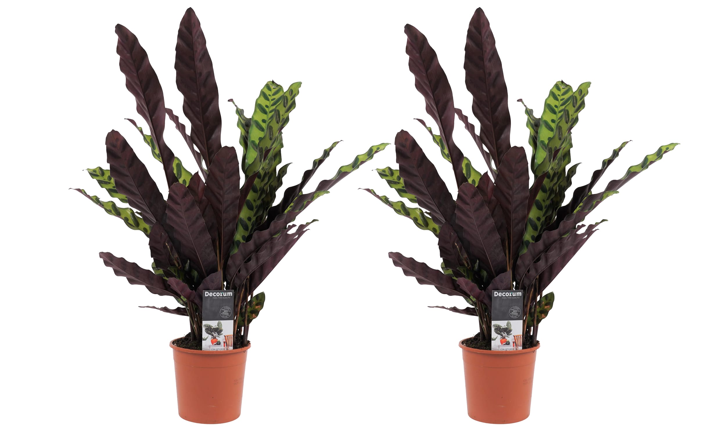 Duo Calathea Insigne ↑ 55 cm ⌀ 14 cm