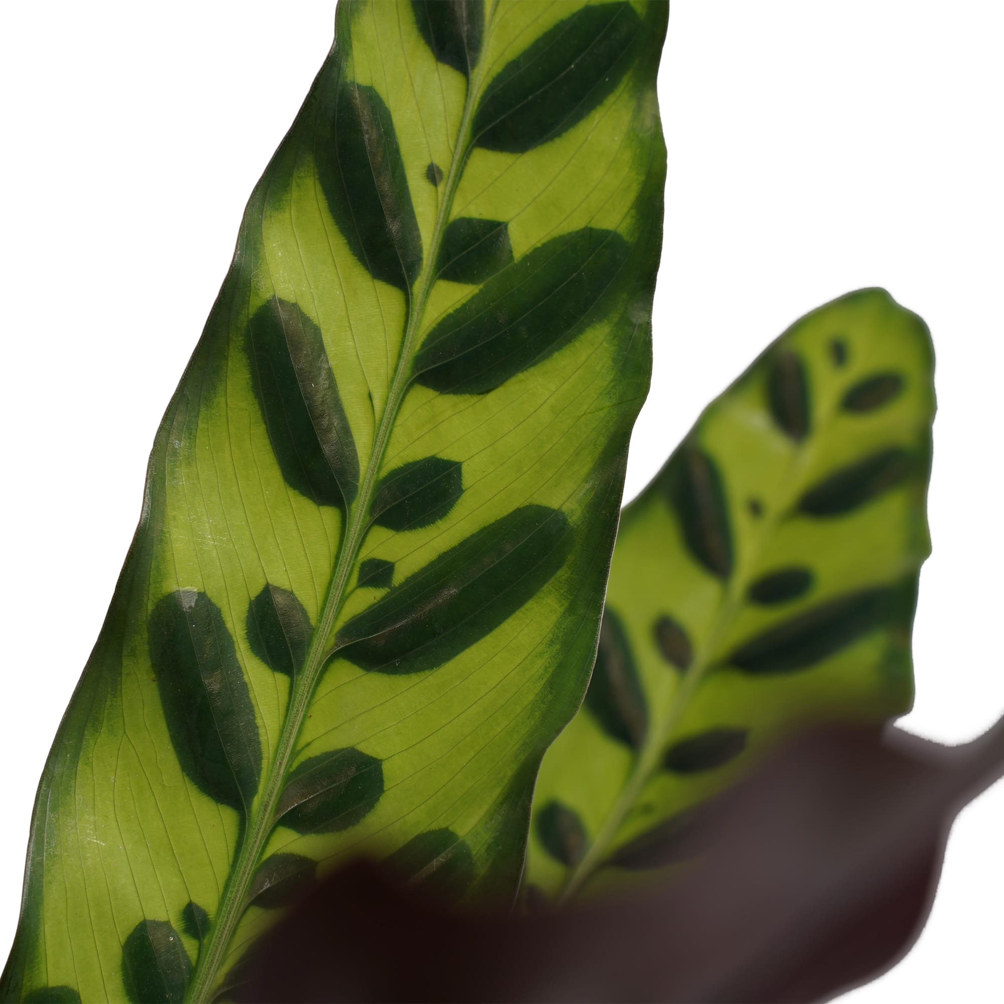 Duo Calathea Insigne ↑ 55 cm ⌀ 14 cm - Afbeelding 3