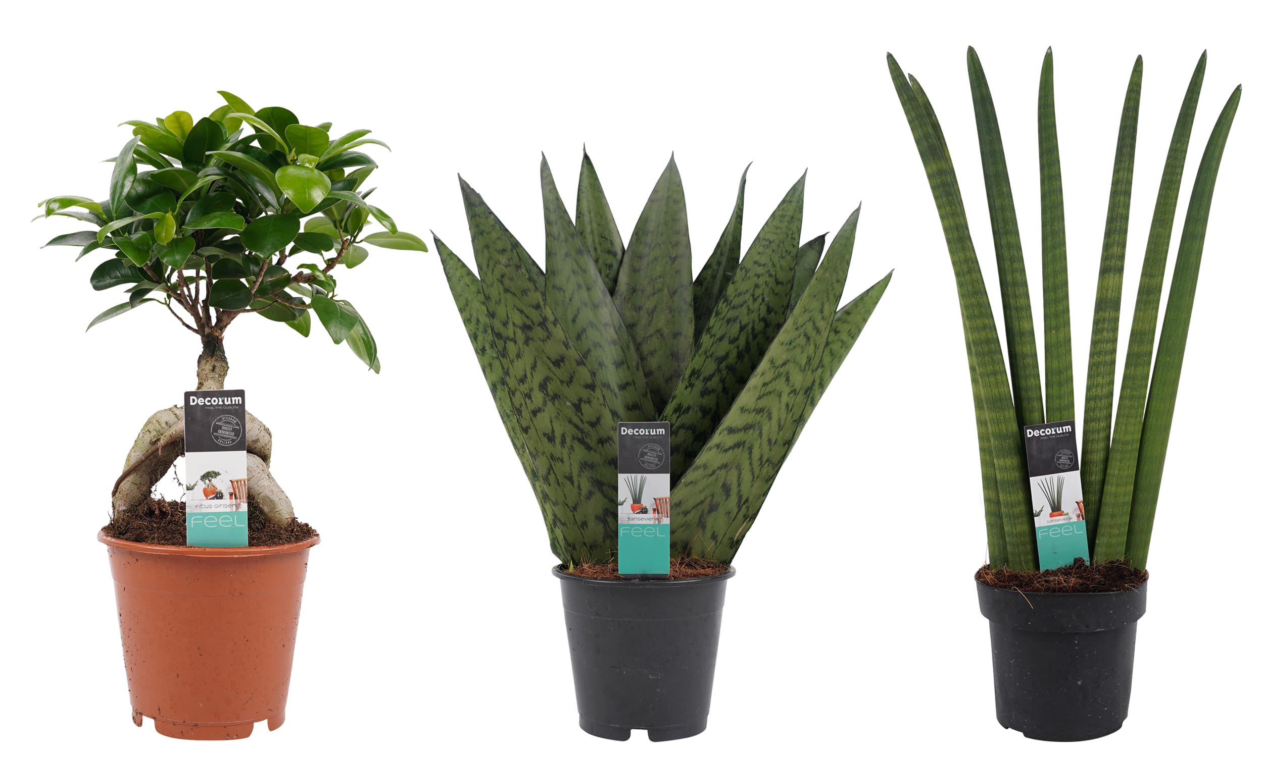 Planten pakket Ficus Ginseng Bonsai geënt - Sansevieria Cylindrica - Sansevieria Zeylanica ↑ 30 cm ⌀ 12 cm