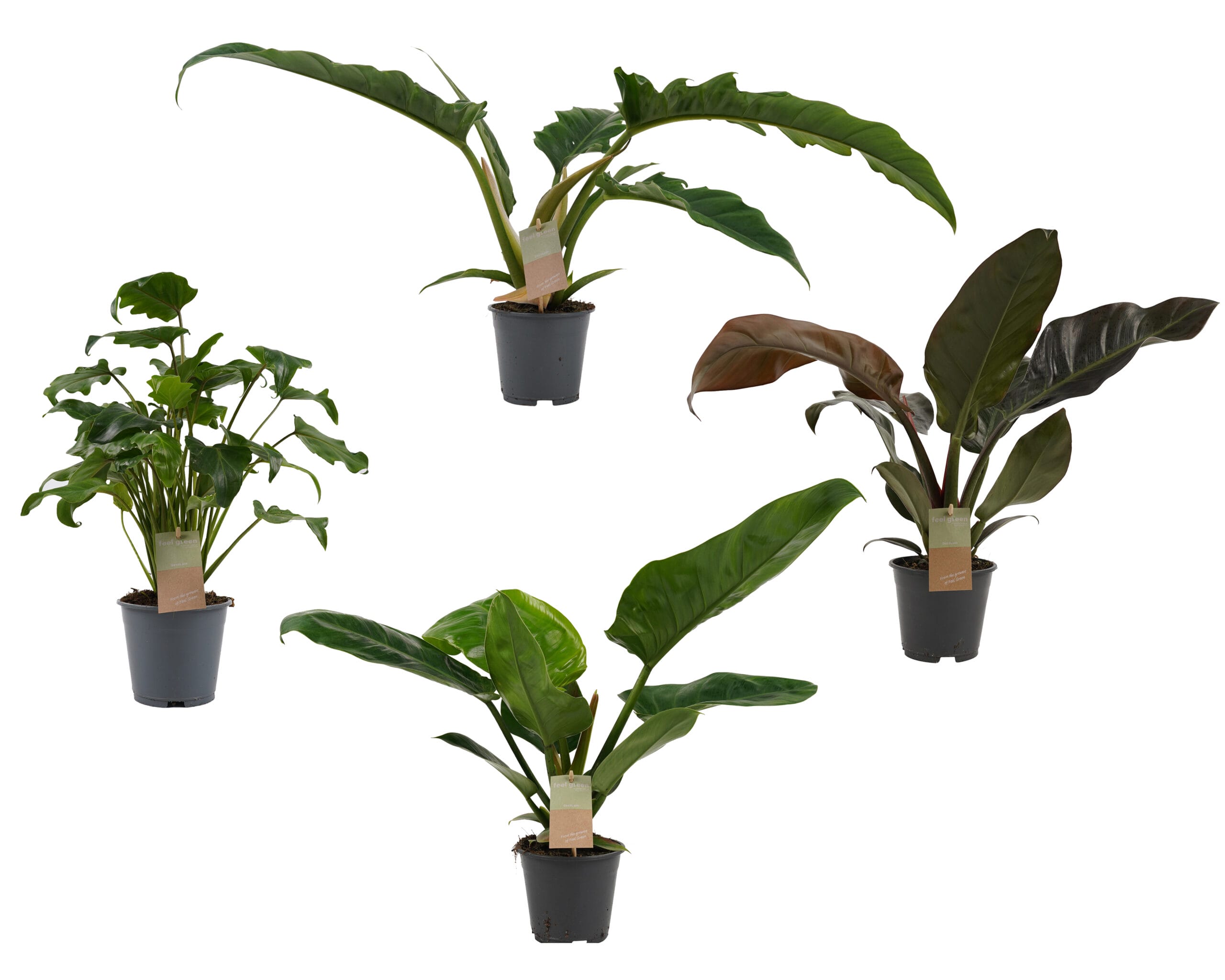 Planten pakket Philodendron mix - Imperial green - Imperial red - Narrow escape - Xanadu feel green ↑ 45 cm ⌀ 14 cm