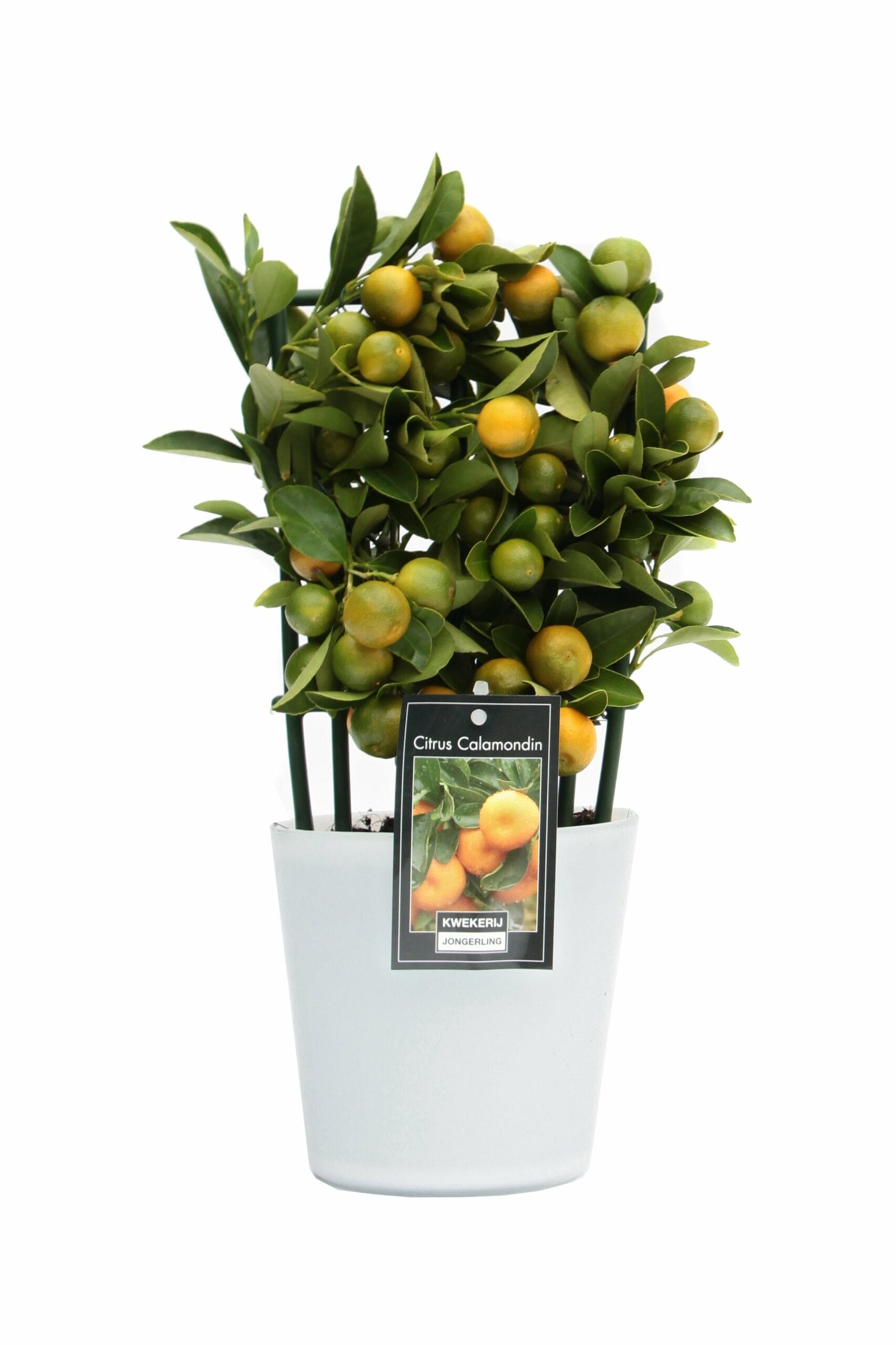 Citrus Calamondin in Milano glas ↑ 35 cm ⌀ 15 cm