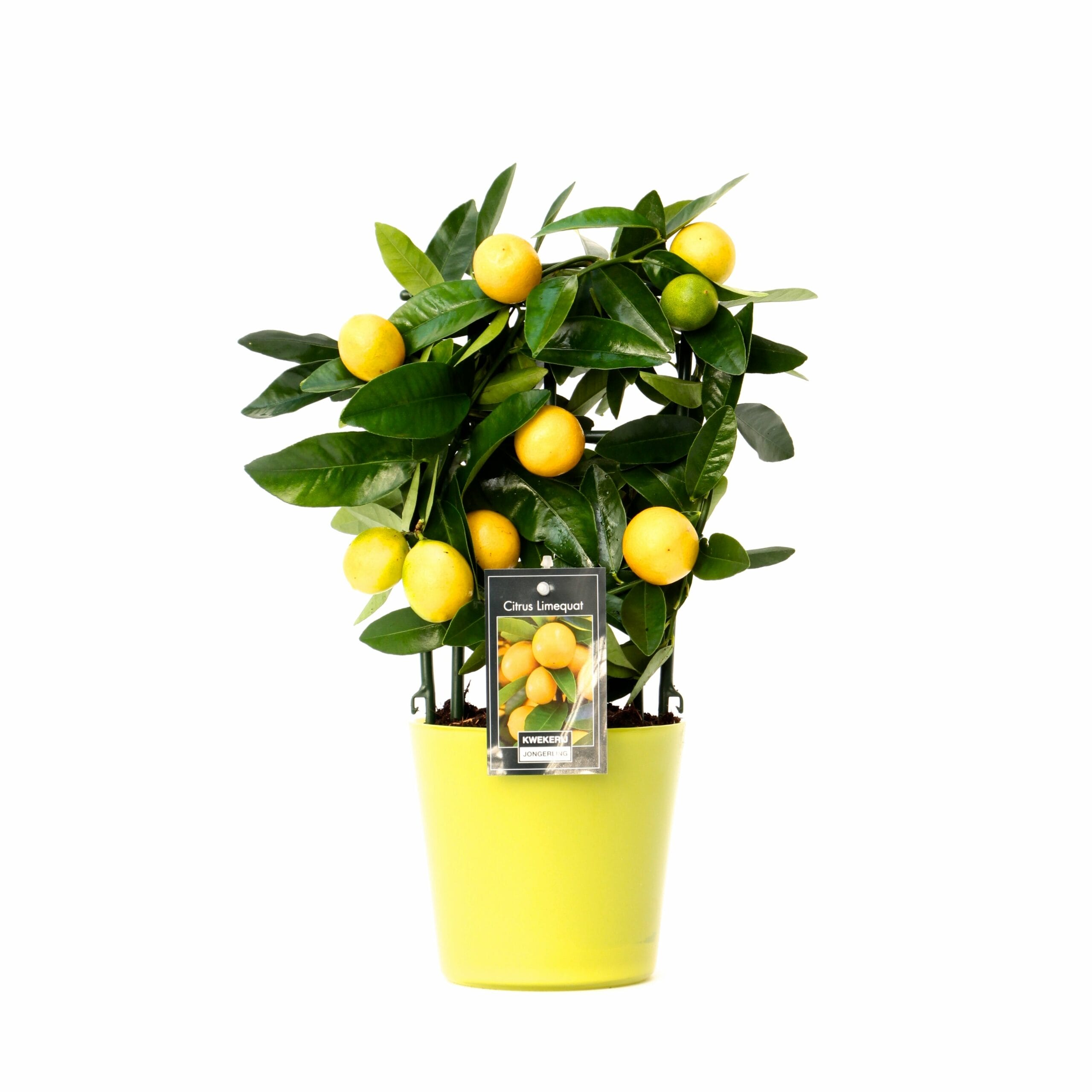 Citrus Lemon in Milano glas ↑ 35 cm ⌀ 15 cm