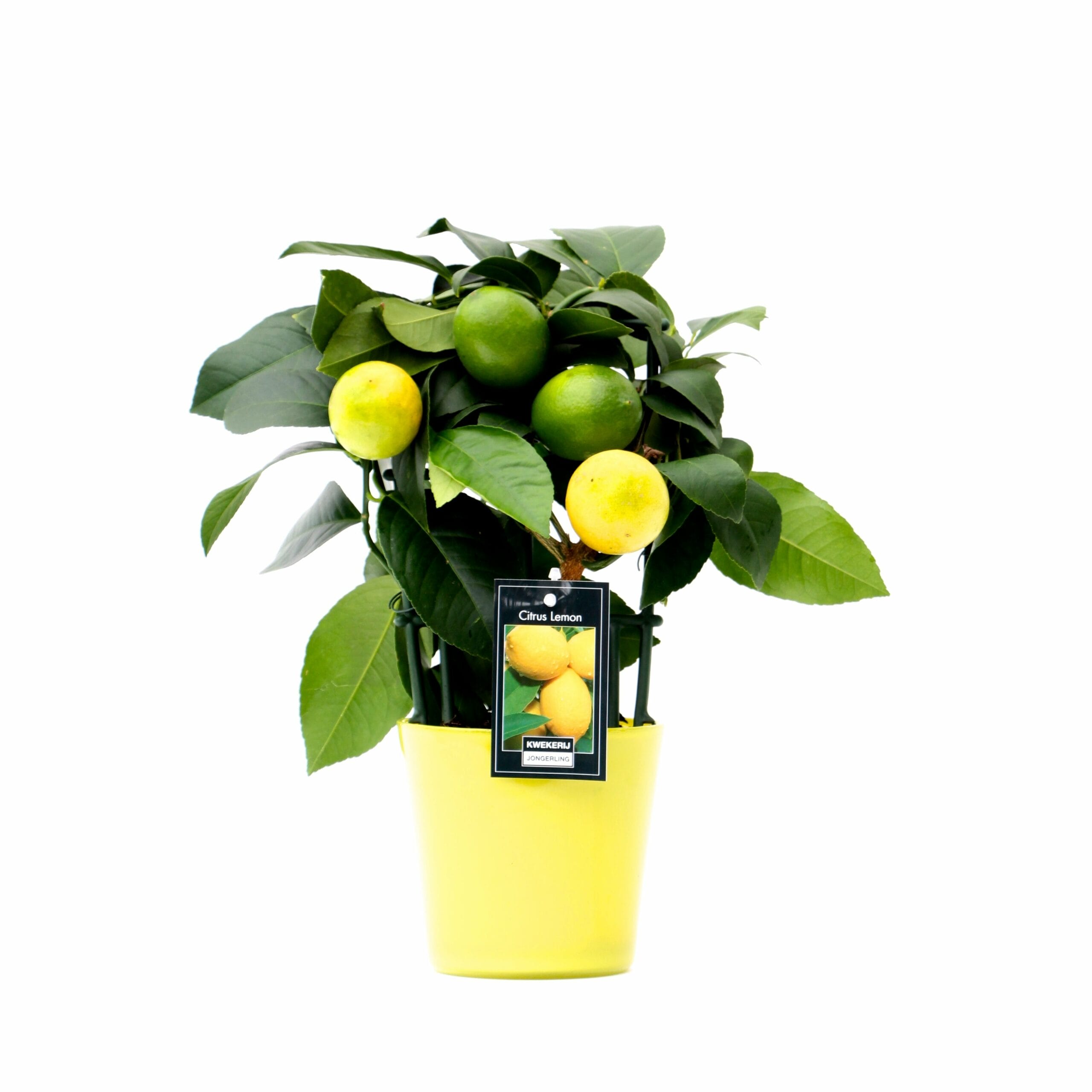 Citrus Lemon in Milano glas ↑ 35 cm ⌀ 15 cm - Afbeelding 3