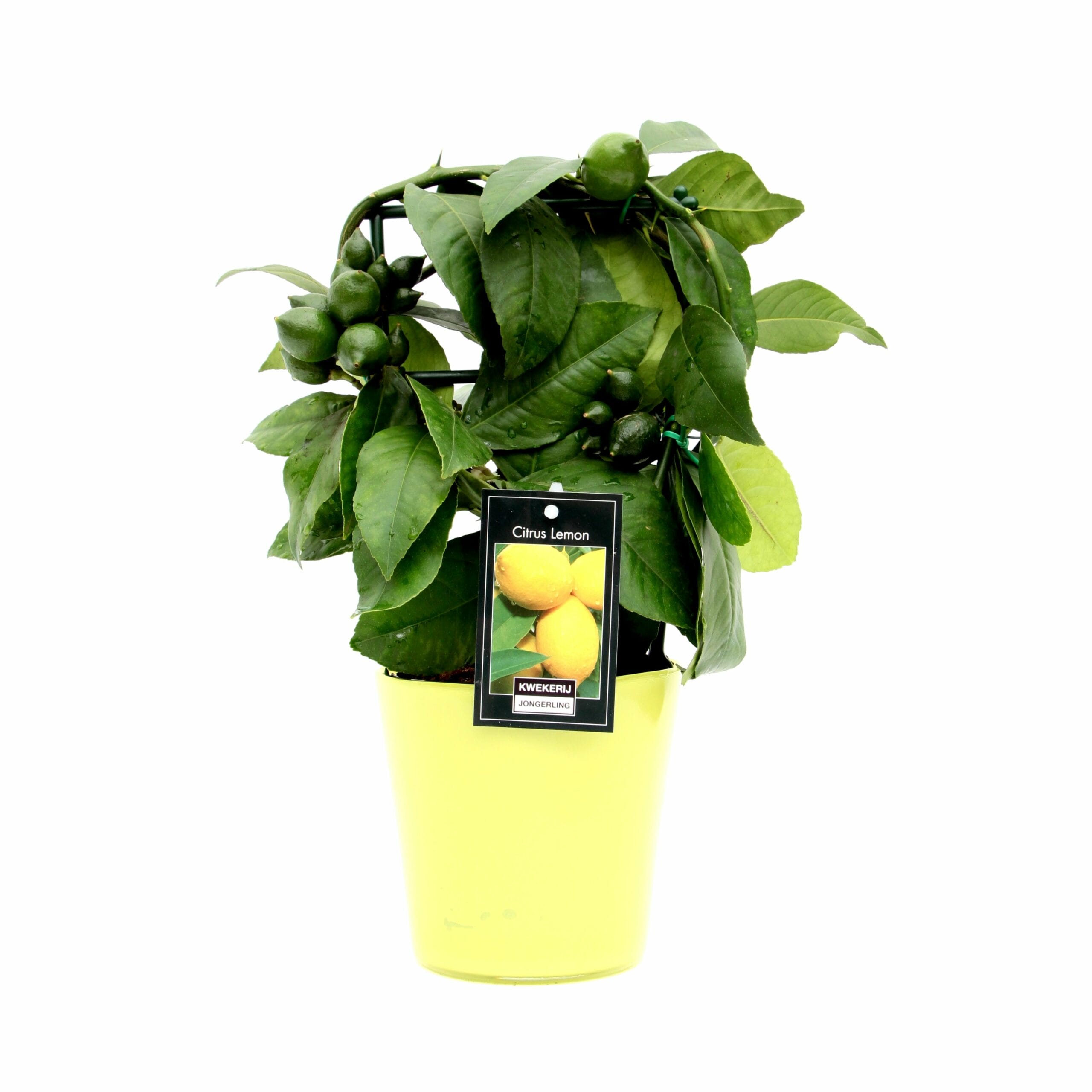 Citrus Lemon in Milano glas ↑ 35 cm ⌀ 15 cm - Afbeelding 4