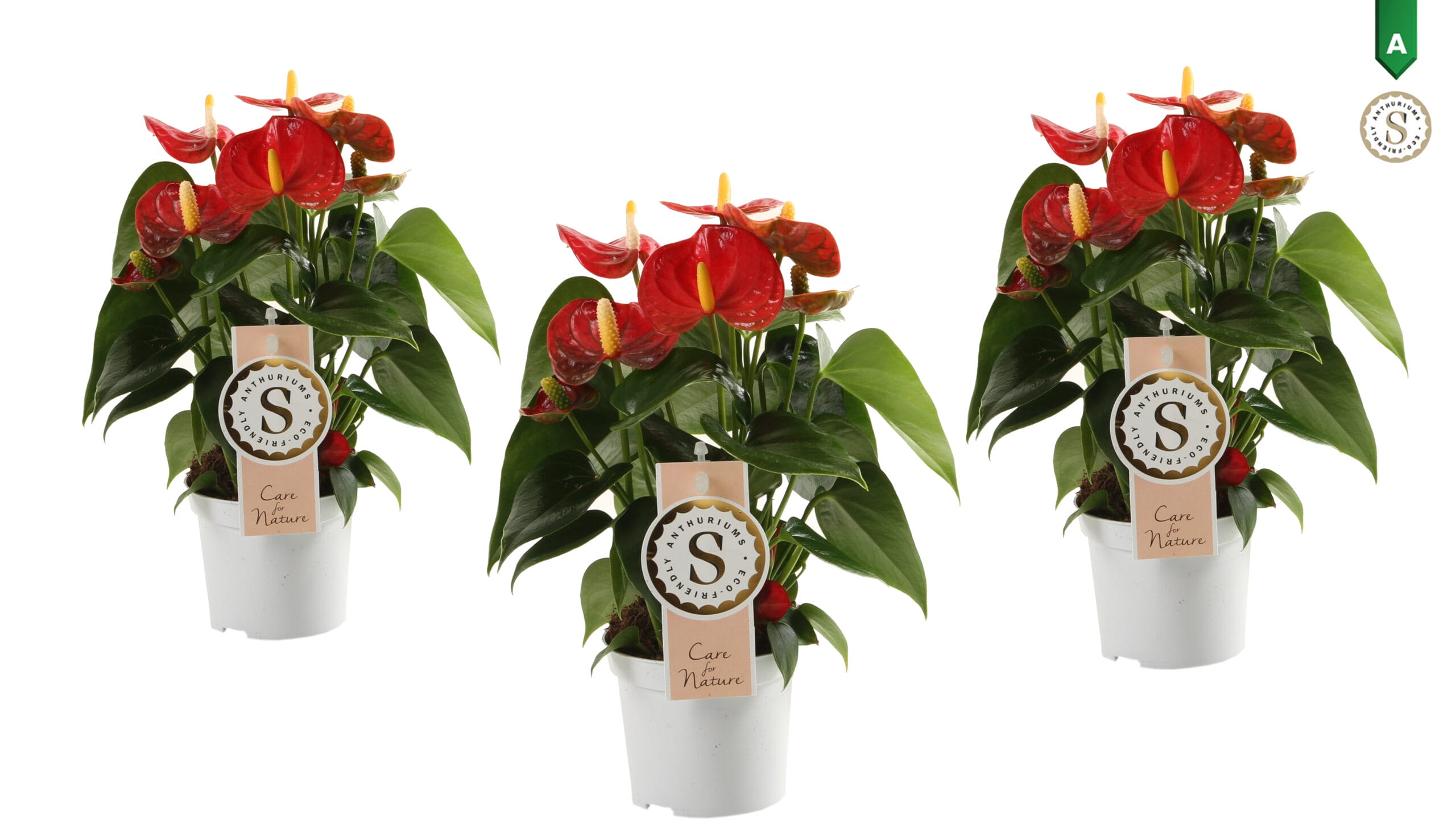 Trio Anthurium "Red Champion" ↑ 30 cm ⌀ 9 cm