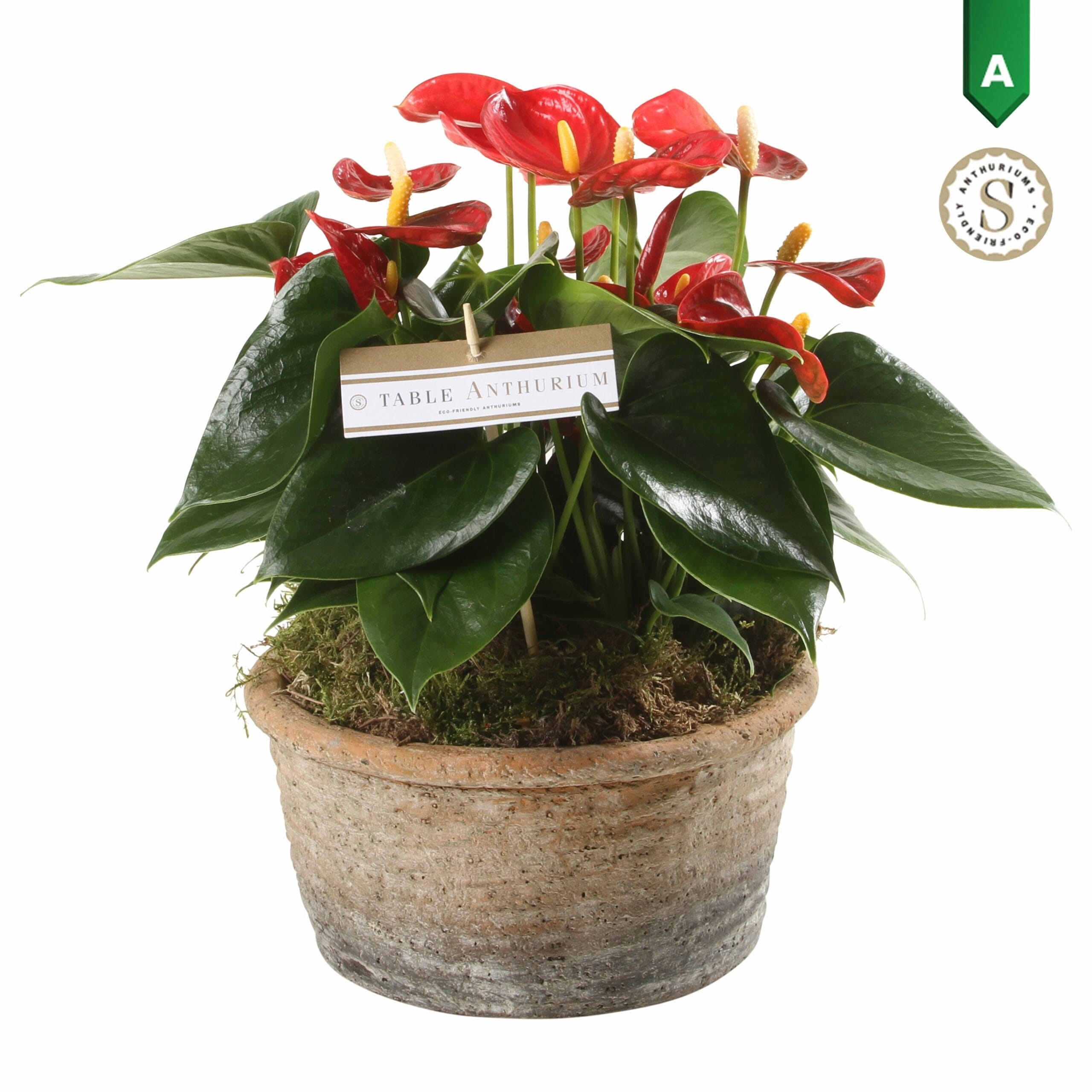 Anthurium Red in Parma Keramiek ↑ 35 cm ⌀ 17 cm