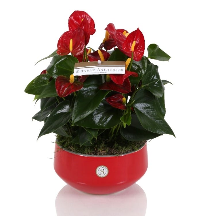 Anthurium Red in Lucca keramiek ↑ 35 cm ⌀ 17 cm