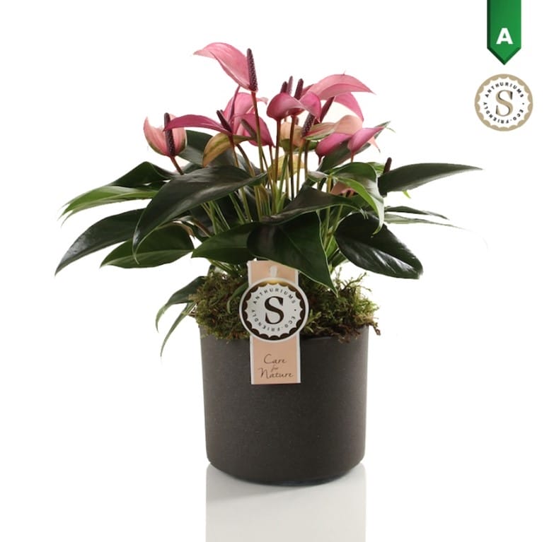 Anthurium Zizou in Bari Keramiek Grey ↑ 40 cm ⌀ 12 cm
