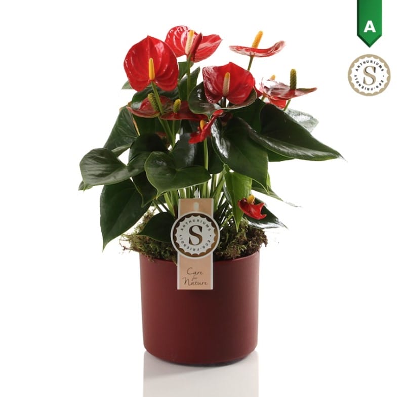 Anthurium Red in Bari Keramiek Red - ↑ 40 cm ⌀ 12 cm