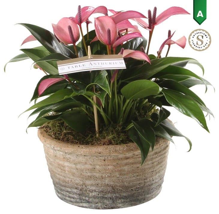 Anthurium Zizou in Parma Keramiek ↑ 35 cm ⌀ 17 cm