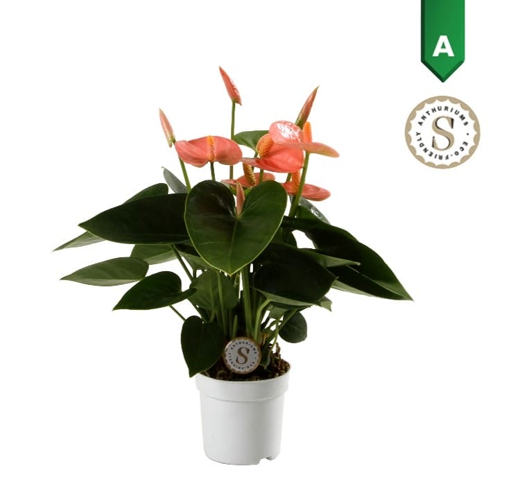 Anthurium "Spirit" ↑ 30 cm ⌀ 9 cm