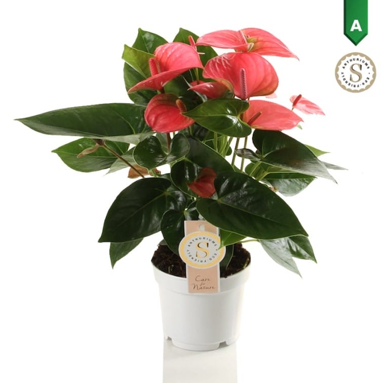 Anthurium "Pink Champion" ↑ 40 cm ⌀ 12 cm