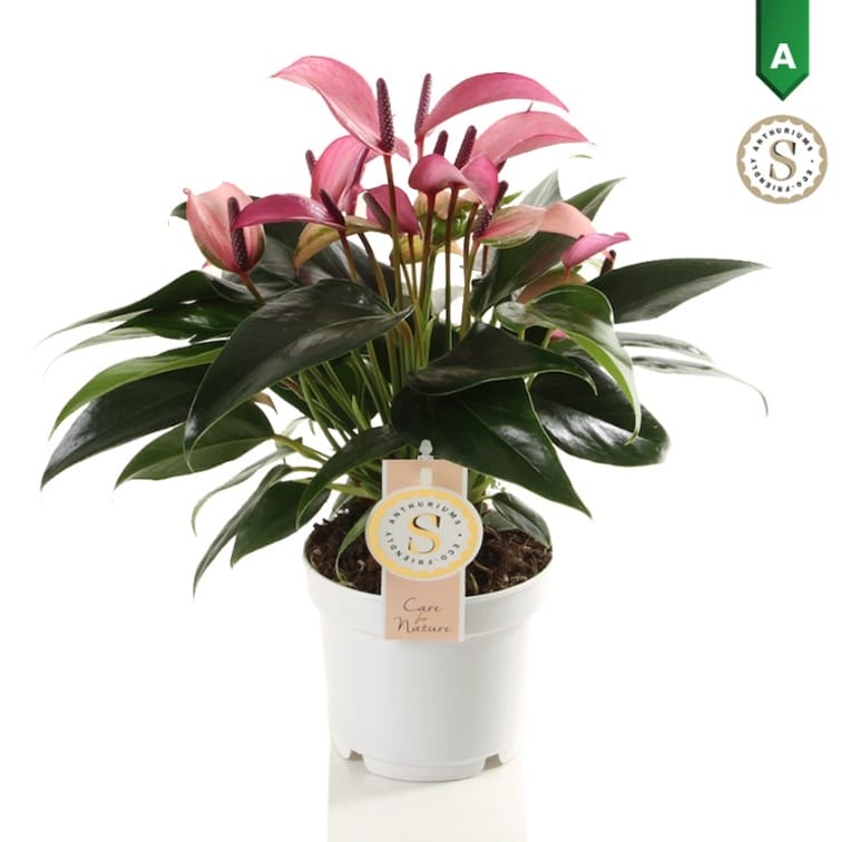 Anthurium Zizou ↑ 40 cm ⌀ 12 cm