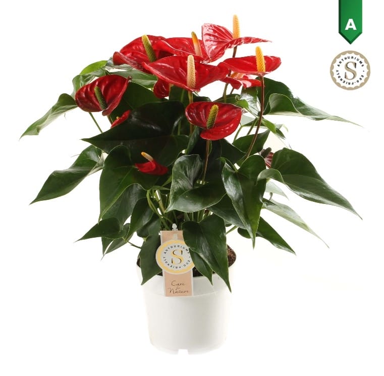 Anthurium "Red Champion"↑ 50 cm ⌀ 14 cm