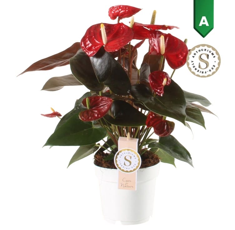 Anthurium "Coral Champion"↑ 50 cm ⌀ 14 cm
