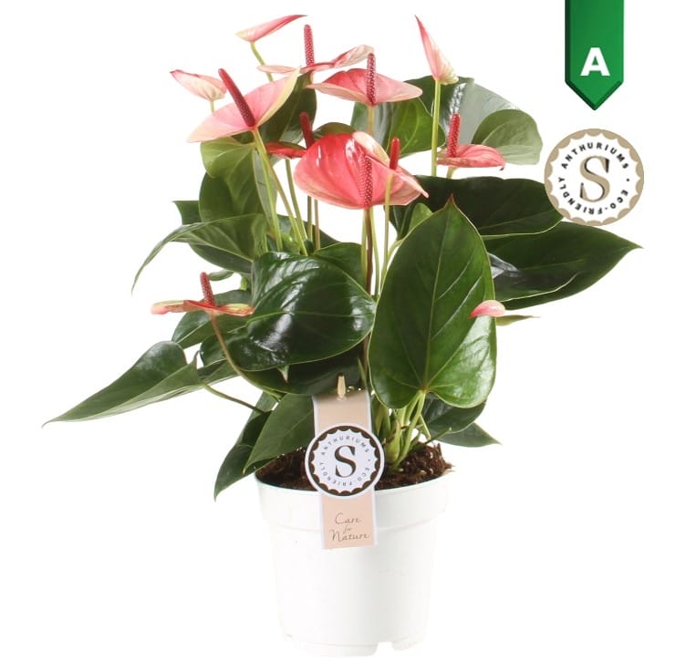 Anthurium 'Mistique'↑ 50 cm ⌀ 14 cm