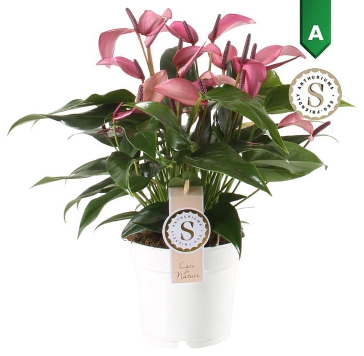 Anthurium Zizou ↑ 45 cm ⌀ 14 cm